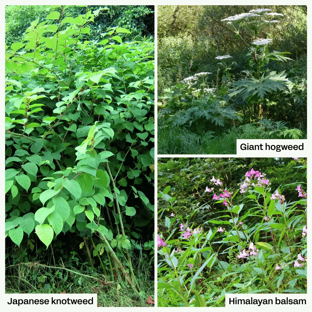 JapaneseKnotweed-GiantHogweed-HimalayanBalsam.webp